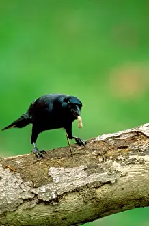 Kallen Marc Ferrero: New Caledonian Crow - Using tool to dislodge worms