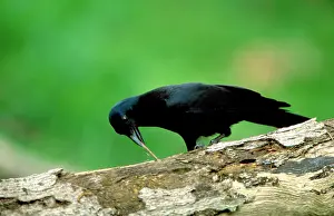 Kallen Marc Ferrero: New Caledonian Crow - Using tool to dislodge worms