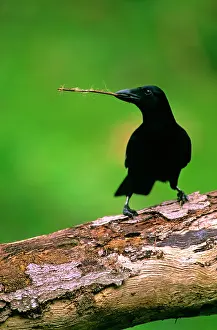 Kallen Marc Ferrero: New Caledonian Crow - Using tool to dislodge worms