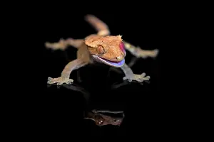 Gecko: New Caledonian eyelash gecko (Correlophus ciliatus)