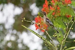Caledonian: New Caledonian Friarbird