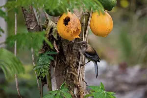 Caledonian: New Caledonian Friarbird feeding on pawpaw