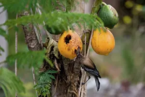 Caledonian: New Caledonian Friarbird feeding on pawpaw