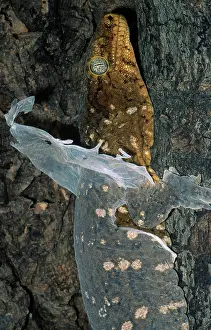 Caledonian: New Caledonian Giant Gecko