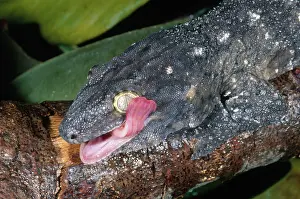 Geckos: New Caledonian Giant Gecko