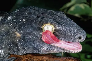 Geckos: New Caledonian Giant Gecko