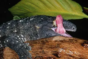 Geckos: New Caledonian Giant Gecko