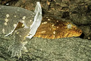 Caledonian: New Caledonian Giant Gecko