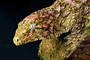 Caledonian: New Caledonian Giant Gecko (Rhacodactylus laechianus
