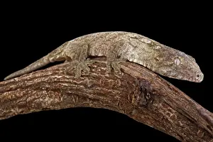 Caledonian: New Caledonian Giant Gecko (Rhacodactylus leachianus)
