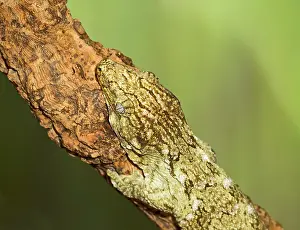 Caledonian: New Caledonian Giant Gecko - showing camouflage