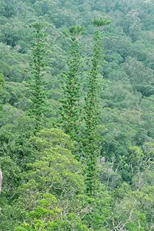 Araucaria: New Caledonian Pine - Araucaria columnaris and