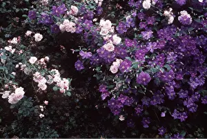 Roses: New Dawn Rose and Perle D'Azure Clematis