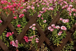 Picket: New England Asters - pink and dark red coloured