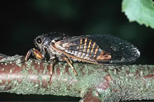 Cicadas: NEW FOREST CICADA