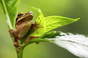 Granada: New Granada cross-banded tree frog (Smilisca phaeota)
