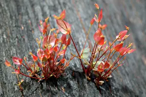 Regeneration: New grow on Mountain Ash after bush fire