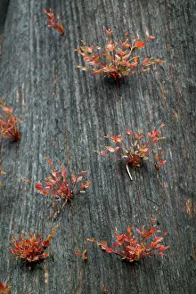 Jean-marc La Roque: New grow on Mountain Ash after bush fire
