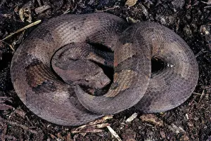 Candoia: New Guinea Boa