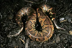 Candoia: New Guinea Boa