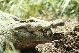 Novaeguineae: New Guinea Crocodile, eggs in her mouth