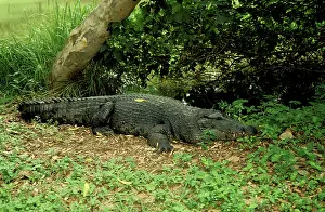 Novaeguineae: New Guinea Crocodile - On ground