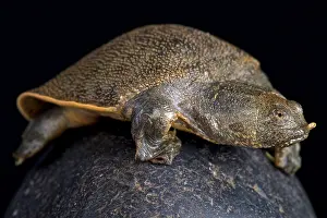 Softshell: New Guinea giant softshell turtle (Pelochelys bibroni)