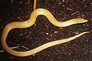 Legless: New Guinea Legless Lizard