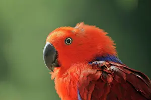 Papua: New Guinea noble parrot (Eclectus polychloros)