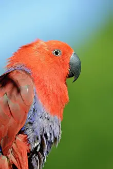 Papua: New Guinea noble parrot (Eclectus polychloros)