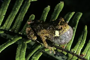 Variegatus: New Guinea Nursery Frog