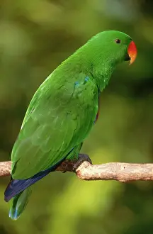 Sided: New Guinea Red-sided Eclectus Parrot