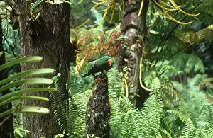 Sided: New Guinea Red-sided Eclectus Parrot