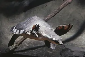 Insculpta: New Guinea Soft-shelled Turtle