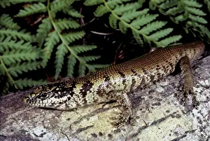 Skink: New Guinea Tree Skink