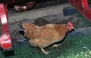 Gallus: New Hampshire Hen