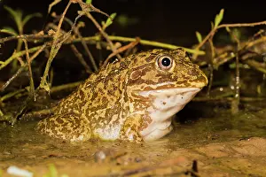 Cyclorana: New Holland Burrowing Frog