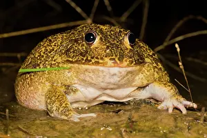 Swollen: New Holland Burrowing Frog, Australia