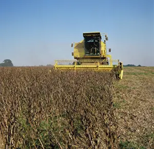 Beans: New Holland combine harvesting field beans