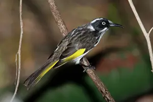 Longirostris: New Holland Honeyeater