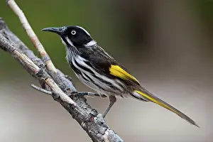 Honeyeaters: New Holland Honeyeater
