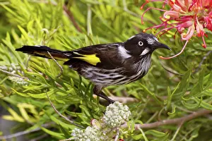 Grevillea: New Holland Honeyeater