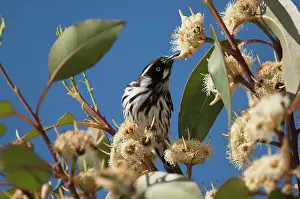 Eucalyptus: New Holland Honeyeater