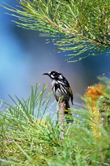 Banksia: New Holland Honeyeater - on Banksia