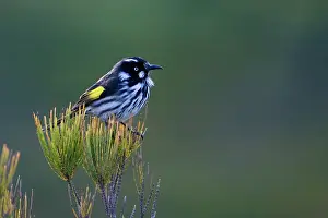 Honeyeaters: New Holland Honeyeater - Cape Liptrap walking track