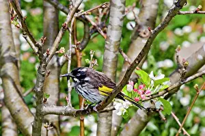 Honeyeaters: New Holland Honeyeater - common in south-western