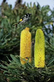 Banksia: New Holland Honeyeater - Feeding on Banksia Flower - Two