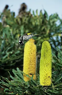 Banksia: New Holland Honeyeater - Feeding on Banksia Flower