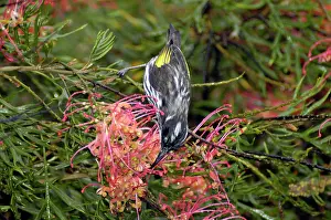 Grevillea: New Holland Honeyeater feeding on Grevillea flowers