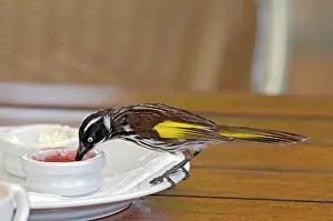 Honeyeaters: New Holland Honeyeater - feeding on jam at restaurant table